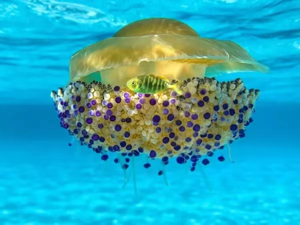 章鱼的母亲，海龙和手鱼：水下世界的最佳照片
